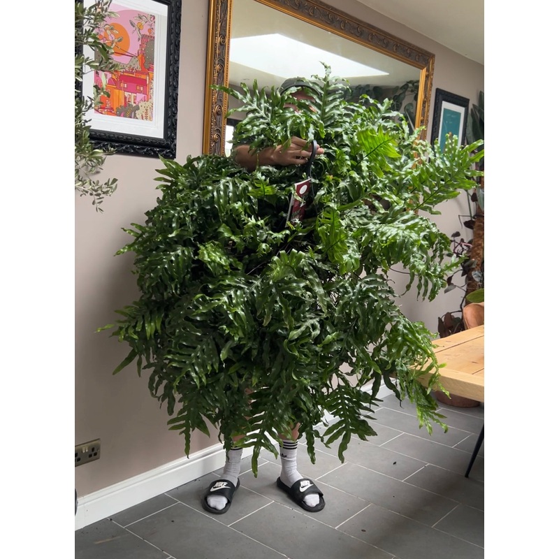 Giant Kangaroo Fern (Microsorum diversifolium)