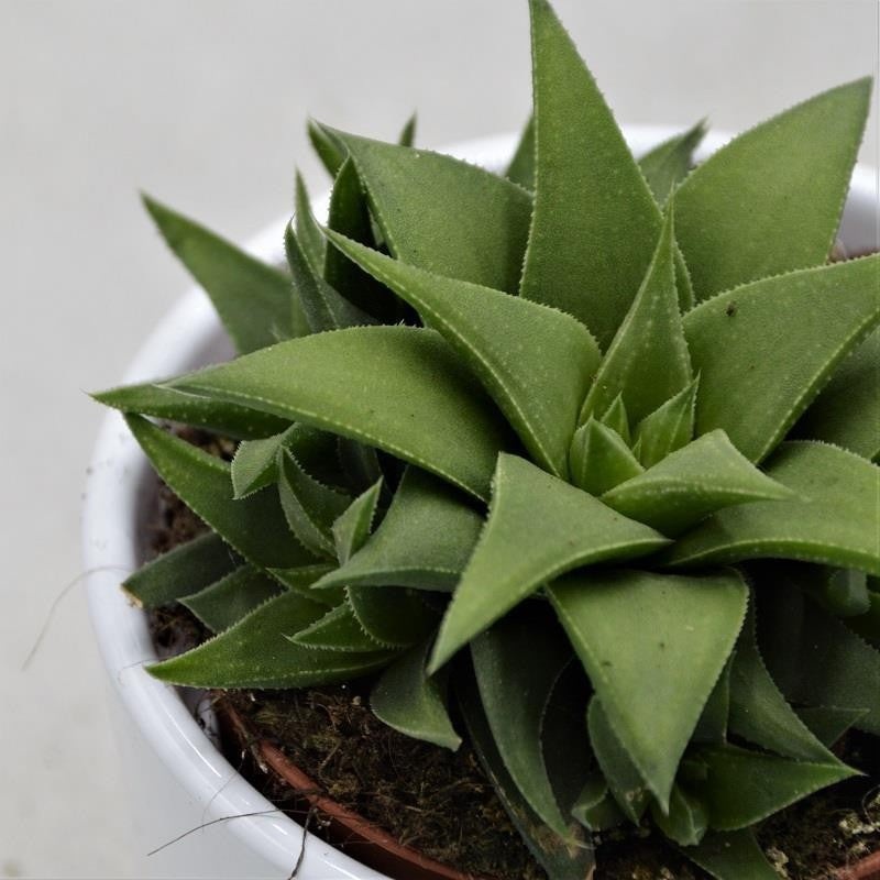 Haworthia angustifolia var. baylissii – 8.5cm
