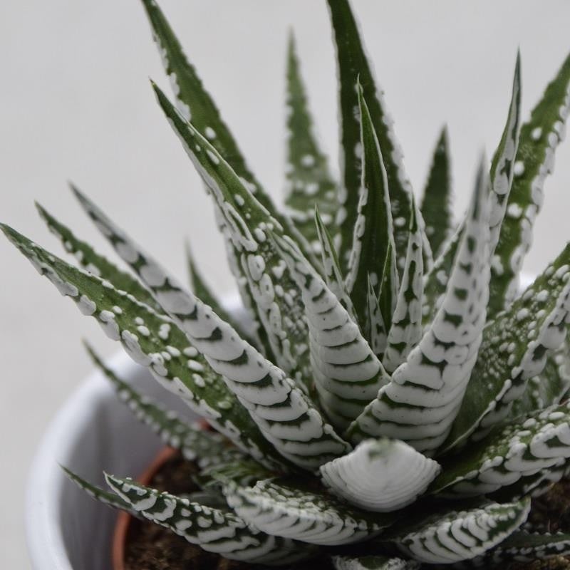 Haworthia fasciata Alba – 8.5cm