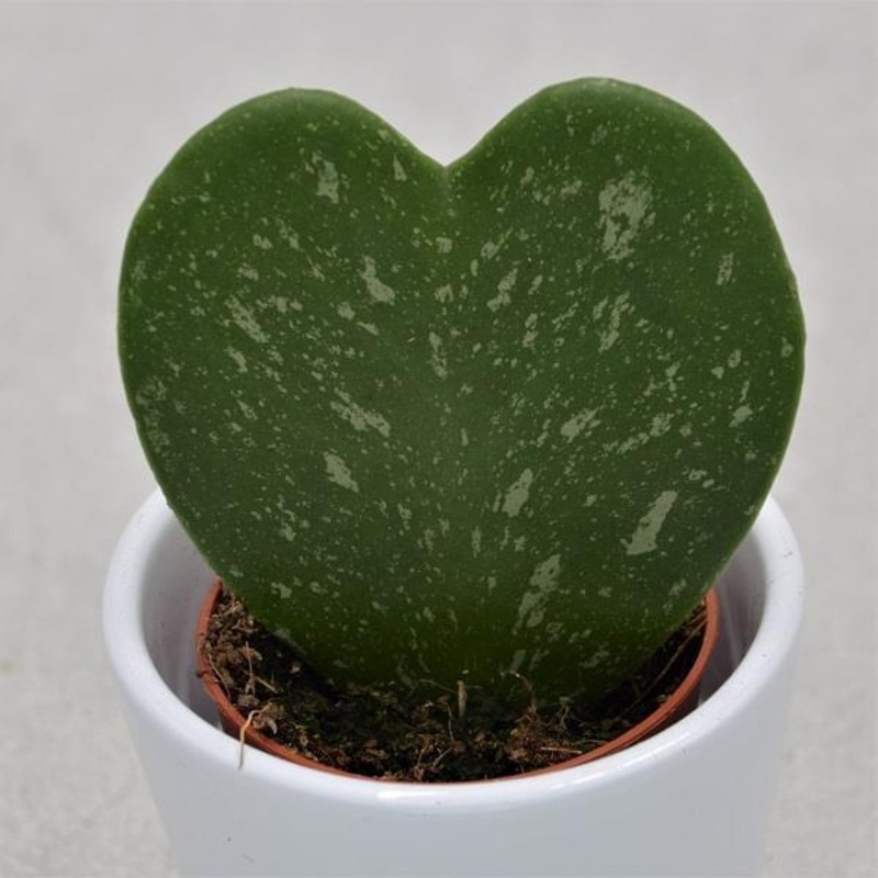 Hoya kerrii, marbled – 5.5cm