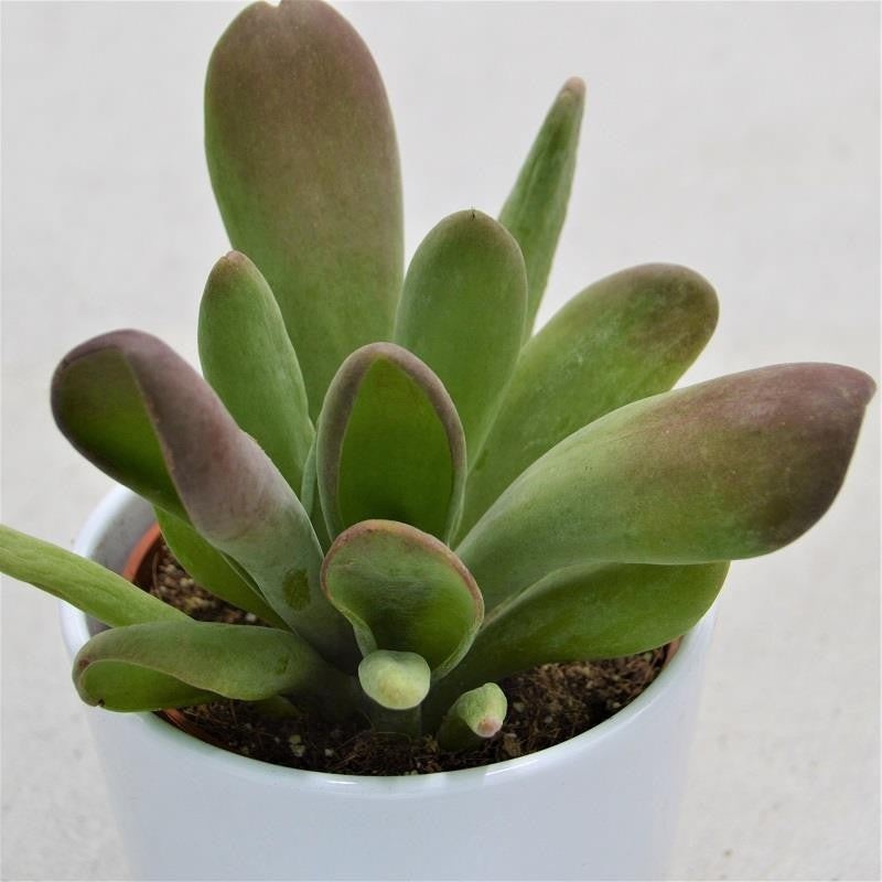 Kalanchoe Lady Finger – 10.5cm