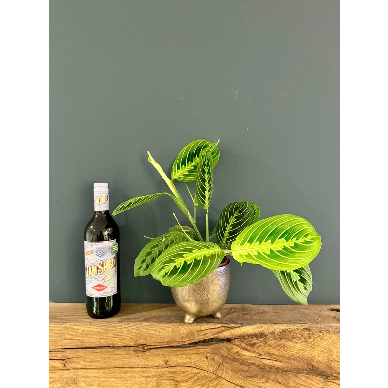 Maranta Lemon Lime in Ceramic Pot