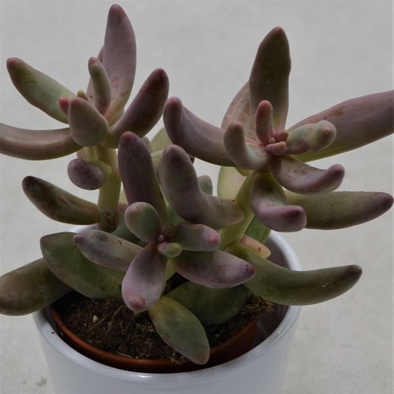 Pachyphytum ganzhou – 8.5cm