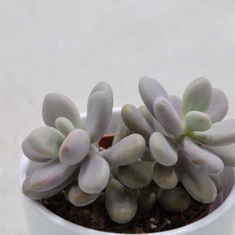 Pachyphytum oviferum Pink Moonstones – 8.5cm