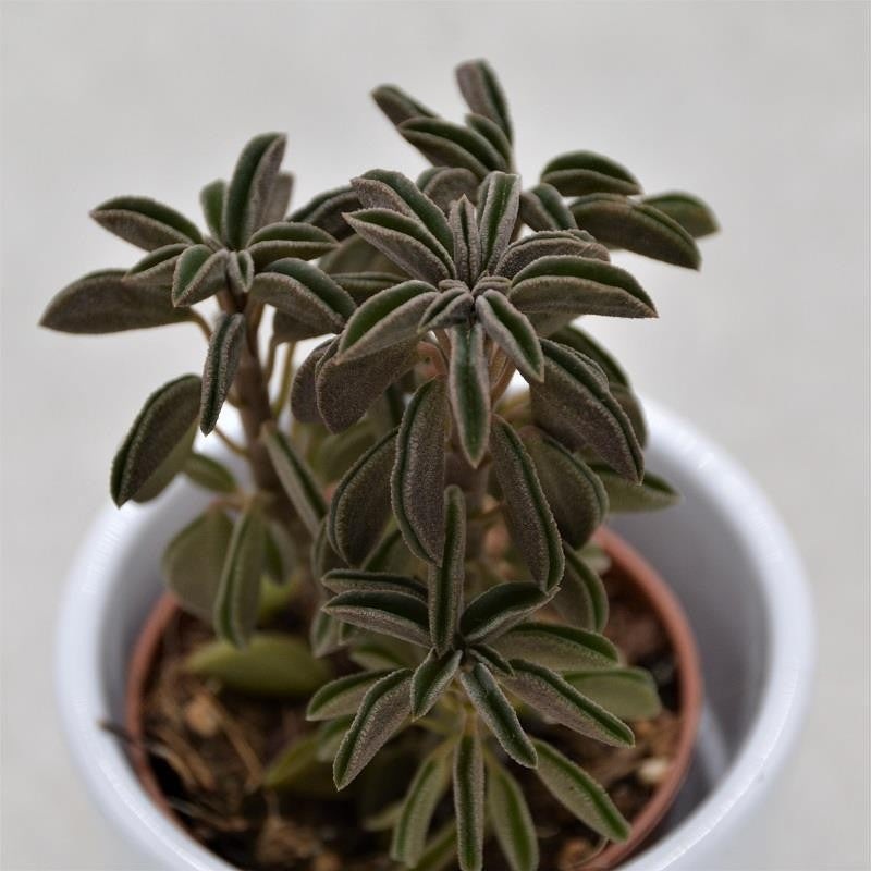 Peperomia asperula – 5.5cm