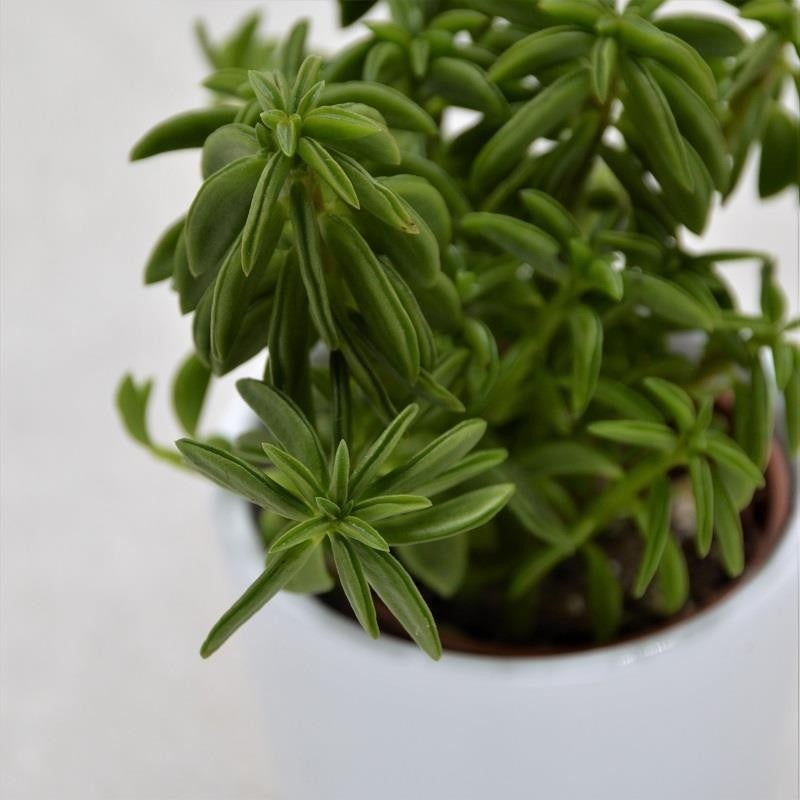 Peperomia axilaris – 5.5cm