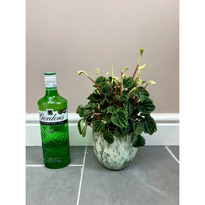 Peperomia Caperata with ceramic pot