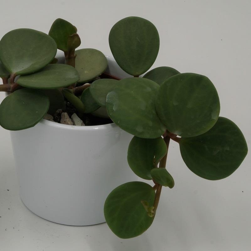 Peperomia Hope – 6cm