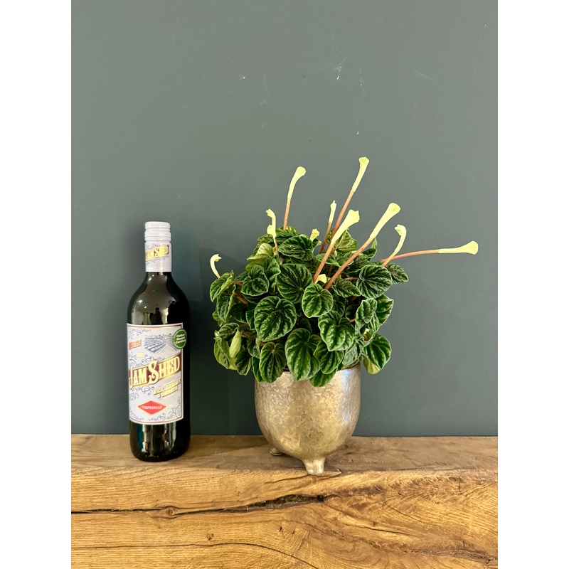Peperomia in Ceramic Pot