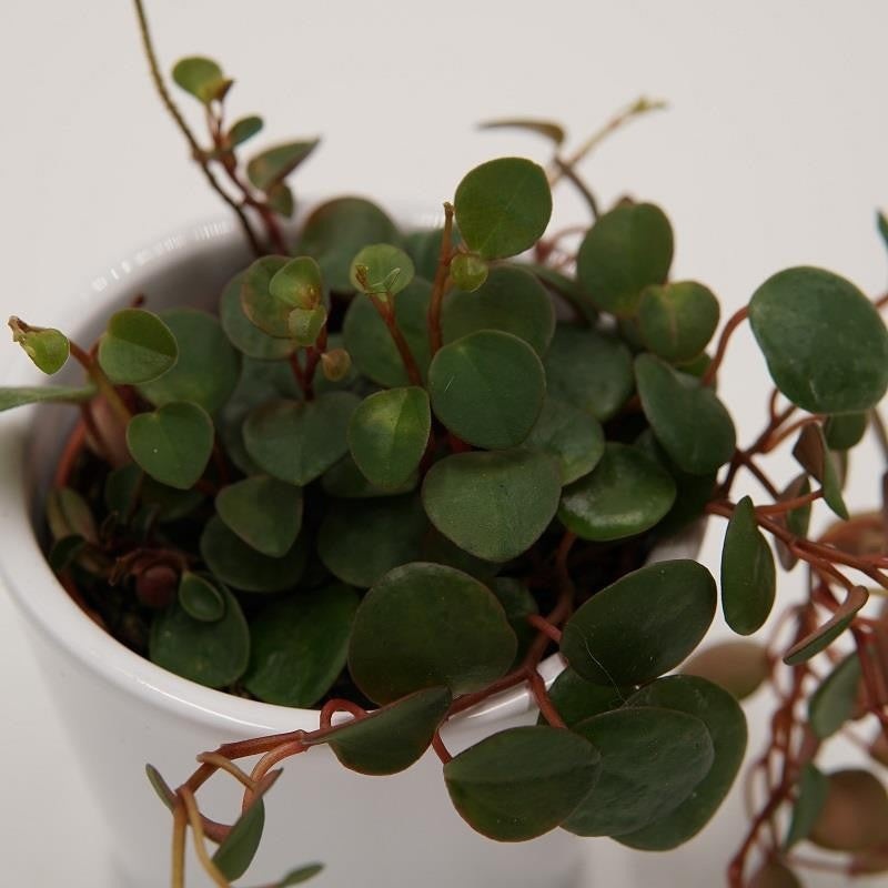 Peperomia Pepperspot – 6cm