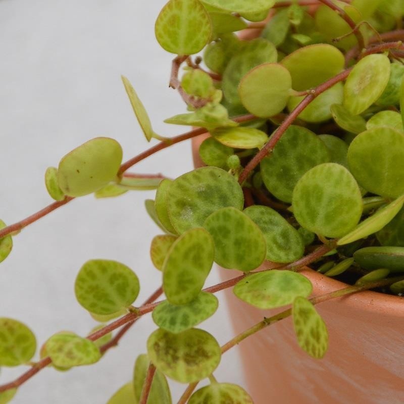 Peperomia postrata – 6cm