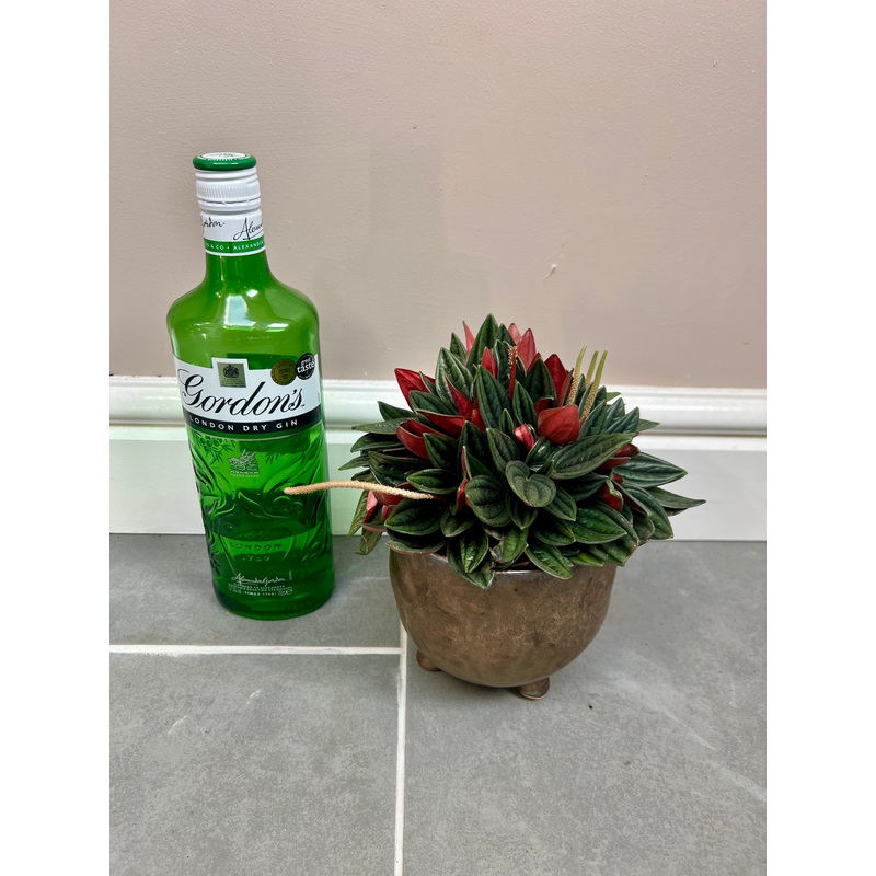 Peperomia Rosso with ceramic pot
