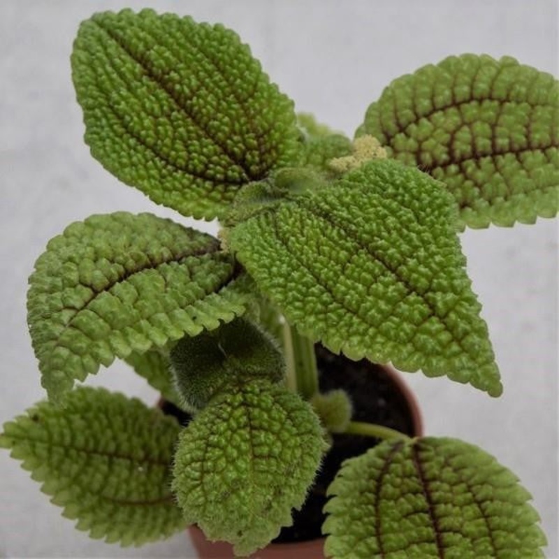 Pilea Moon Valley – 6cm
