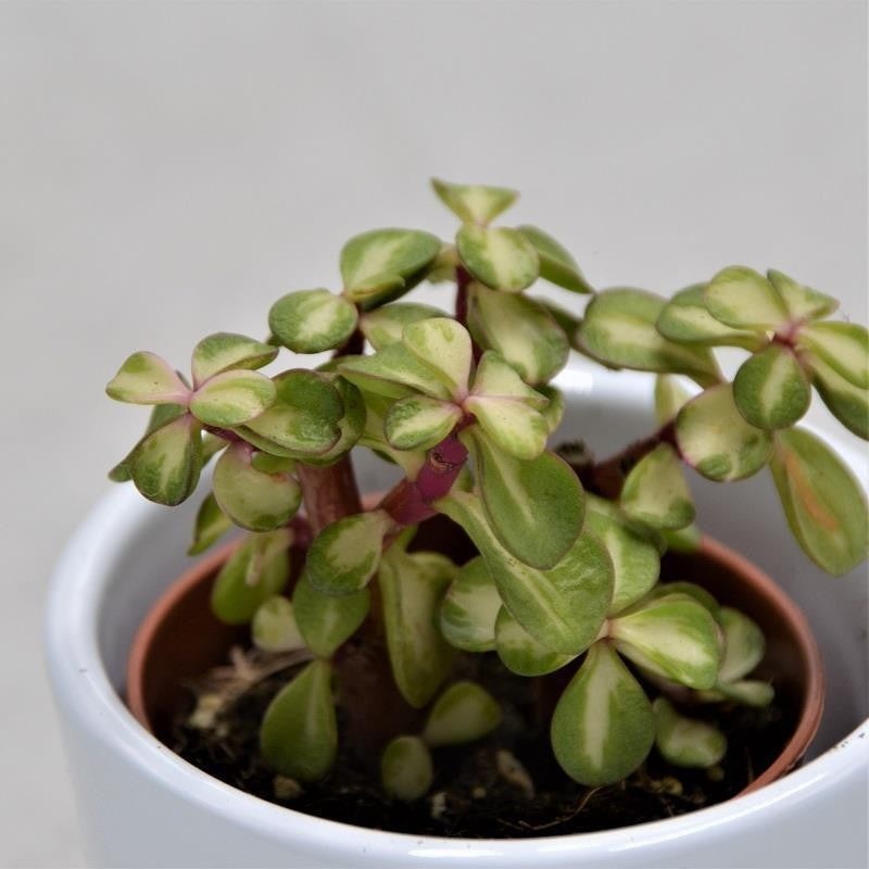 Portulacaria afra mediopicta – 5.5cm