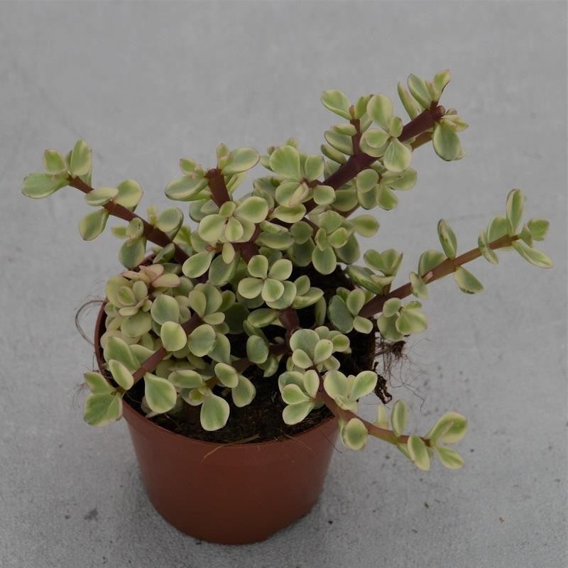 Portulacaria afra Variegata – 8,5cm