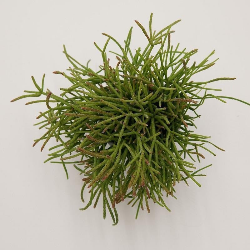 Rhipsalis cassutha – 6cm
