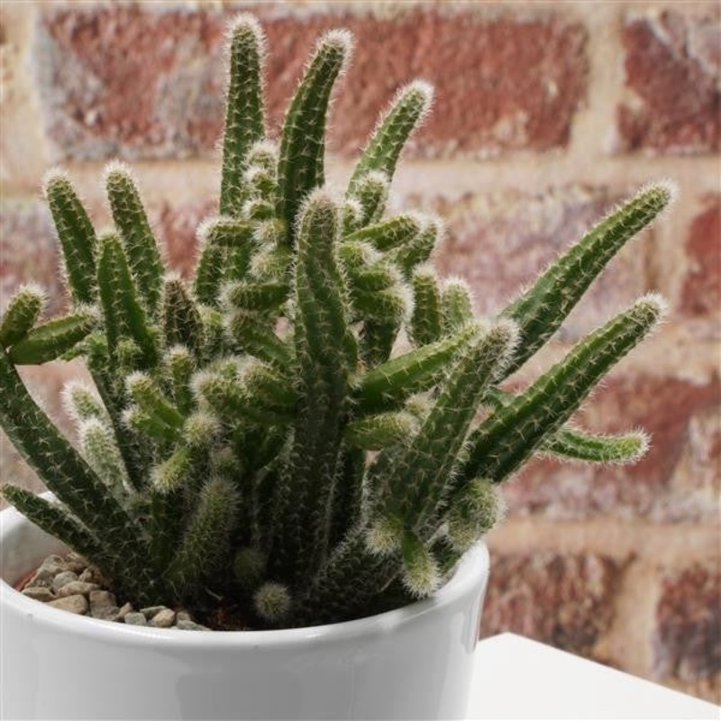 Rhipsalis horrida – 5.5cm