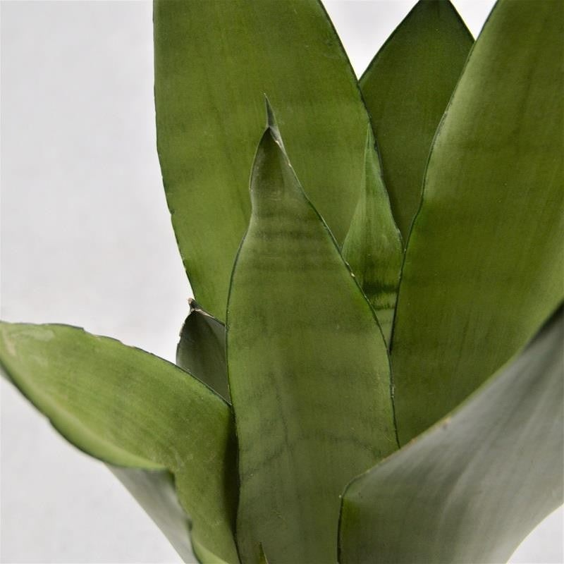 Sansevieria Moonshine – 12cm