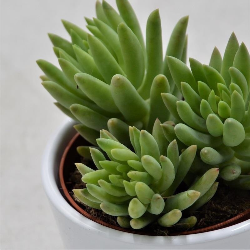 Sedum morganianum – 8.5cm