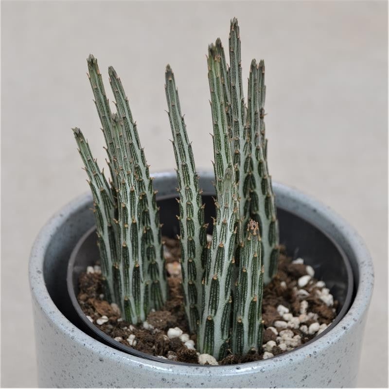 Senecio stapeliiformis – 10.5cm