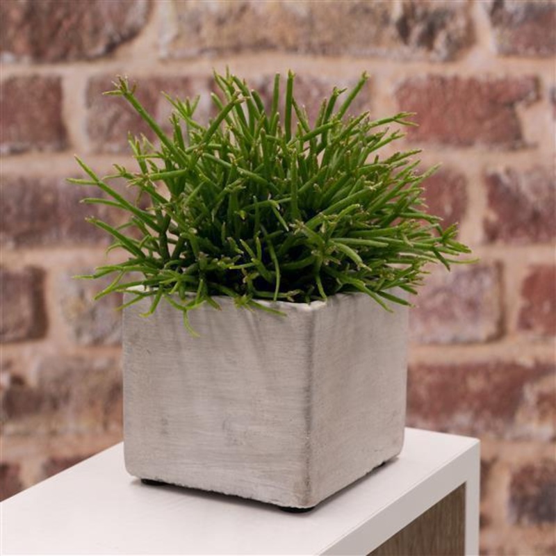 Square concrete plant pot