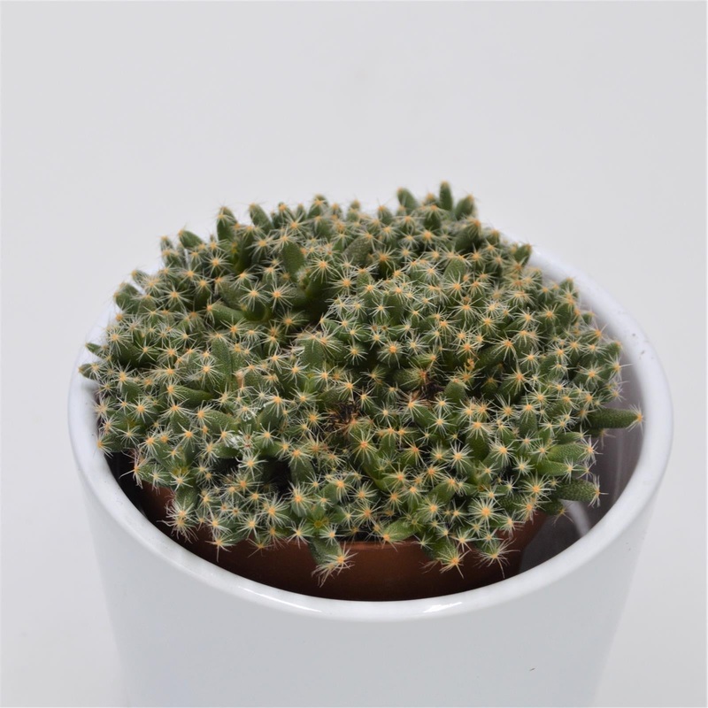 Trichodiadema densum – 8.5cm