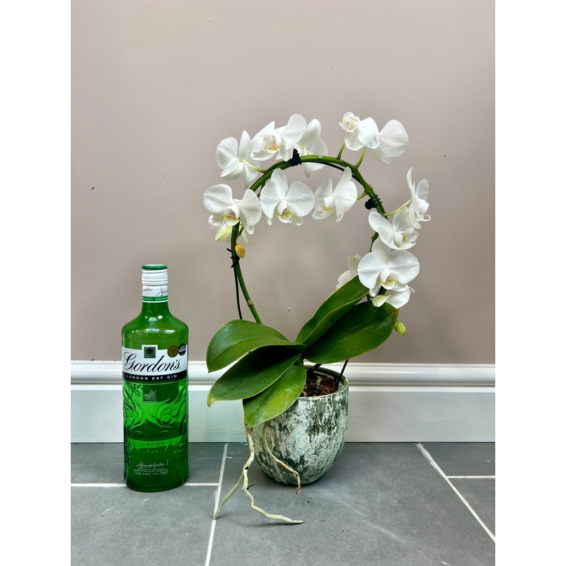 White ring orchid with ceramic pot