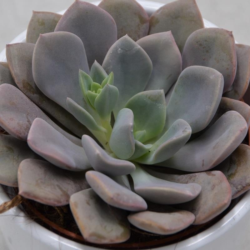 x Graptoveria Debbie – 8.5cm