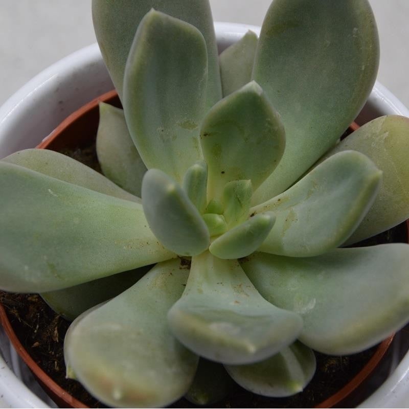 x Pachyveria Alabaster Gem – 8.5cm