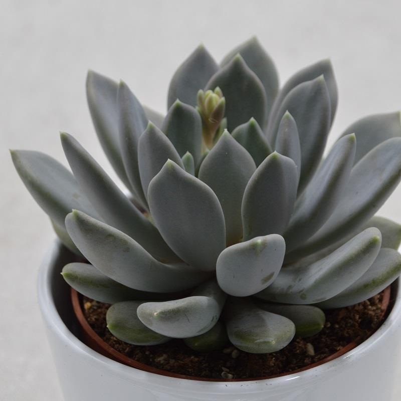 x Pachyveria Draco – 10.5cm