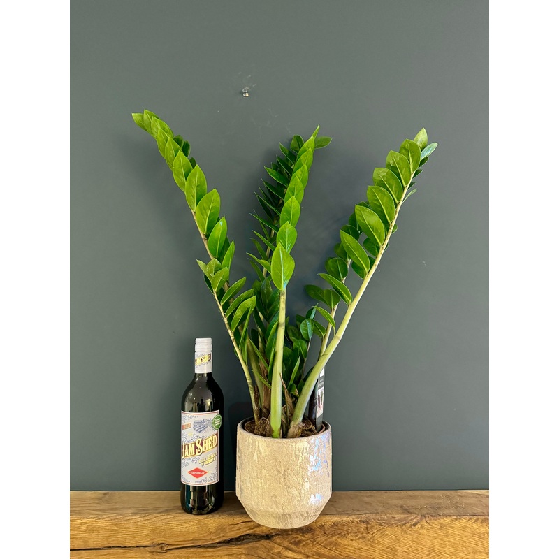 ZZ Plant in Ceramic Pot