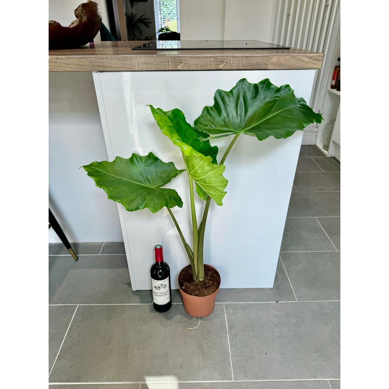100cm Alocasia Portodora