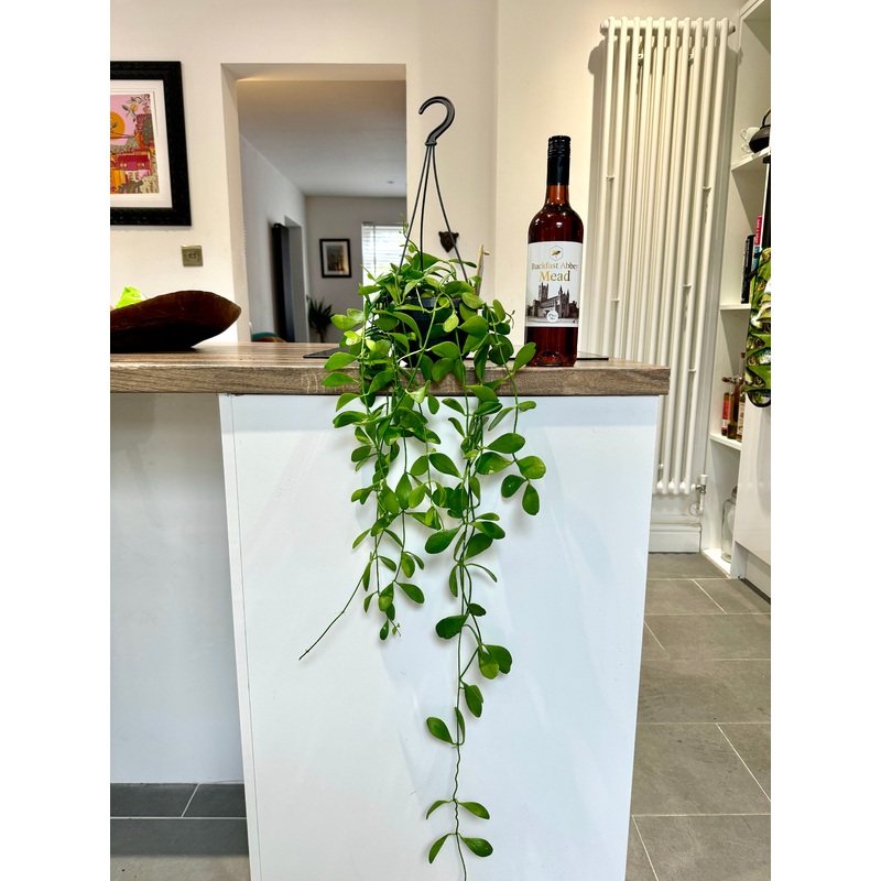 100cm Dischidia Oiantha