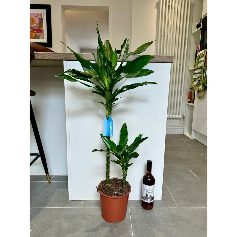 100cm Dracaena Steudneri (Dragon Tree)