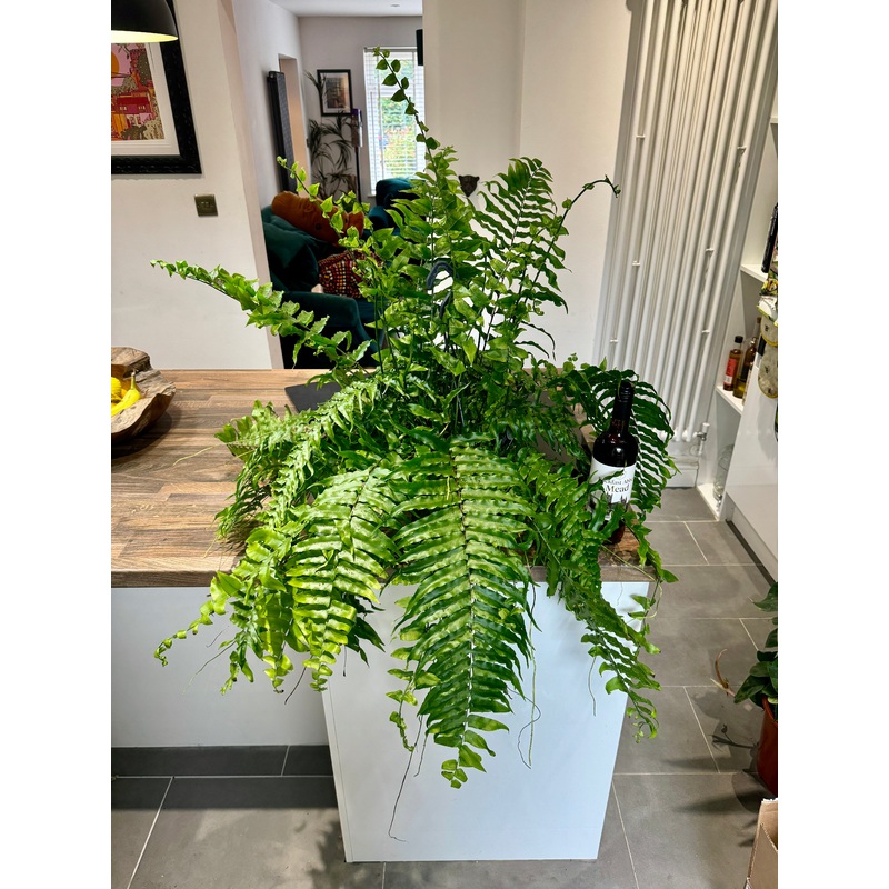 100cm Nephrolepsis Biserrata (Macho Fern)