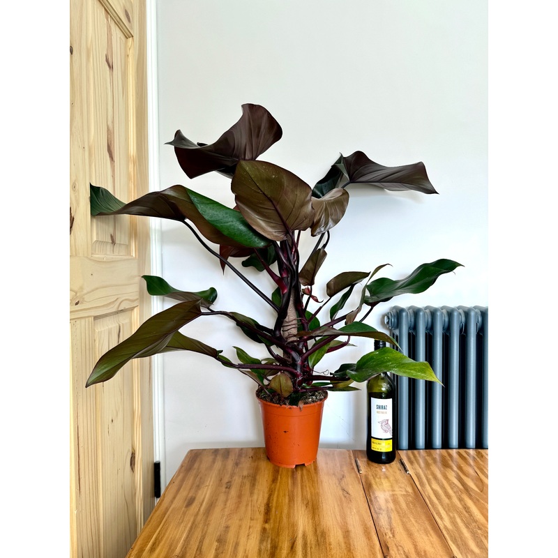 100cm Philodendron New Red