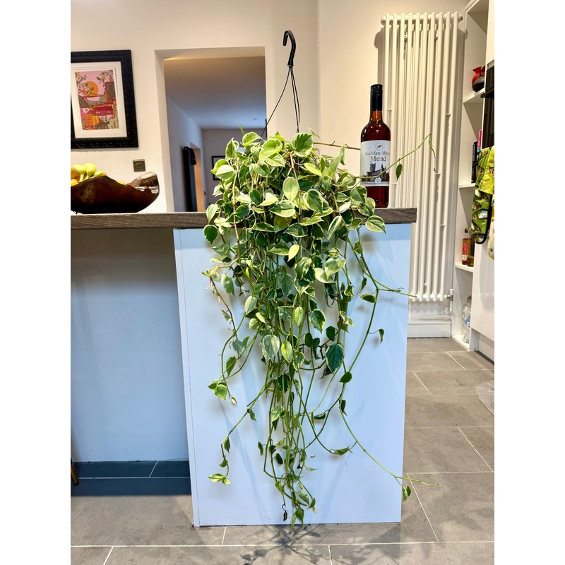 100cm XL Peperomia Variegata