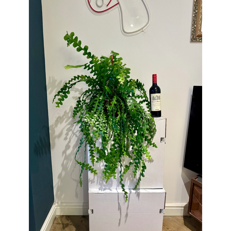 110cm Epiphyllum Anguliger (Fish Bone Cactus)