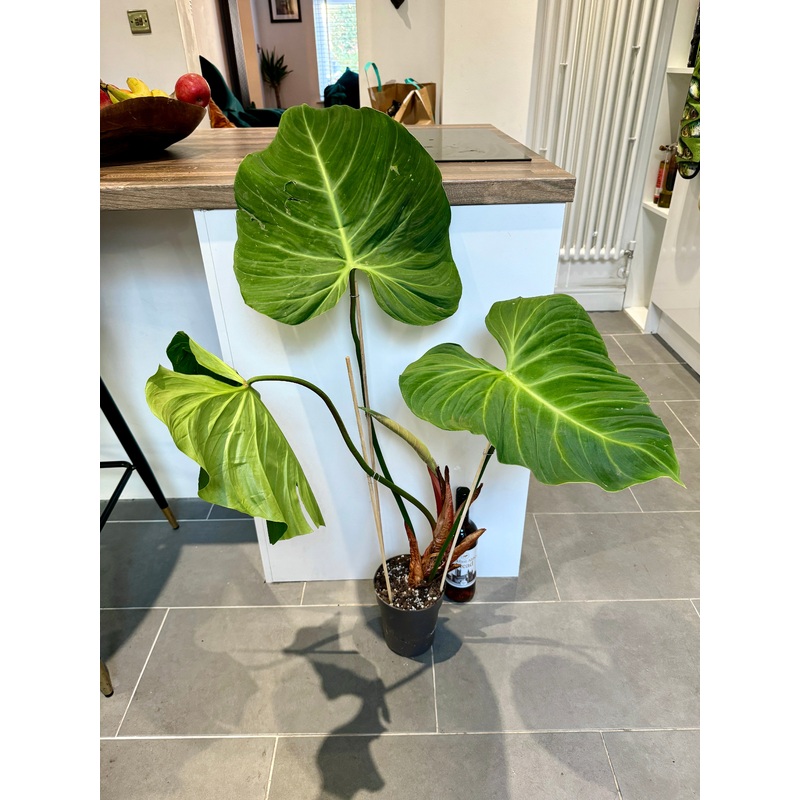 110cm Philodendron Gloriosum