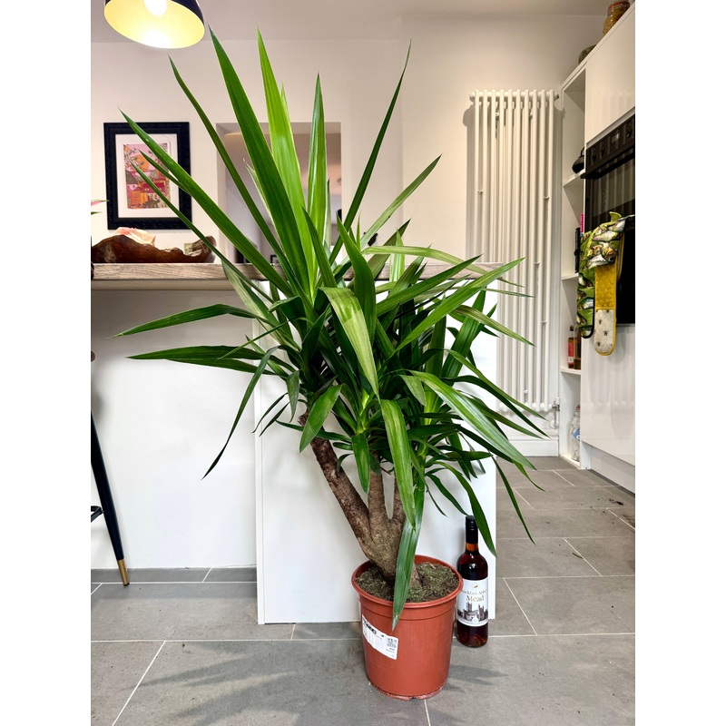 120cm Branched Trunk Yucca