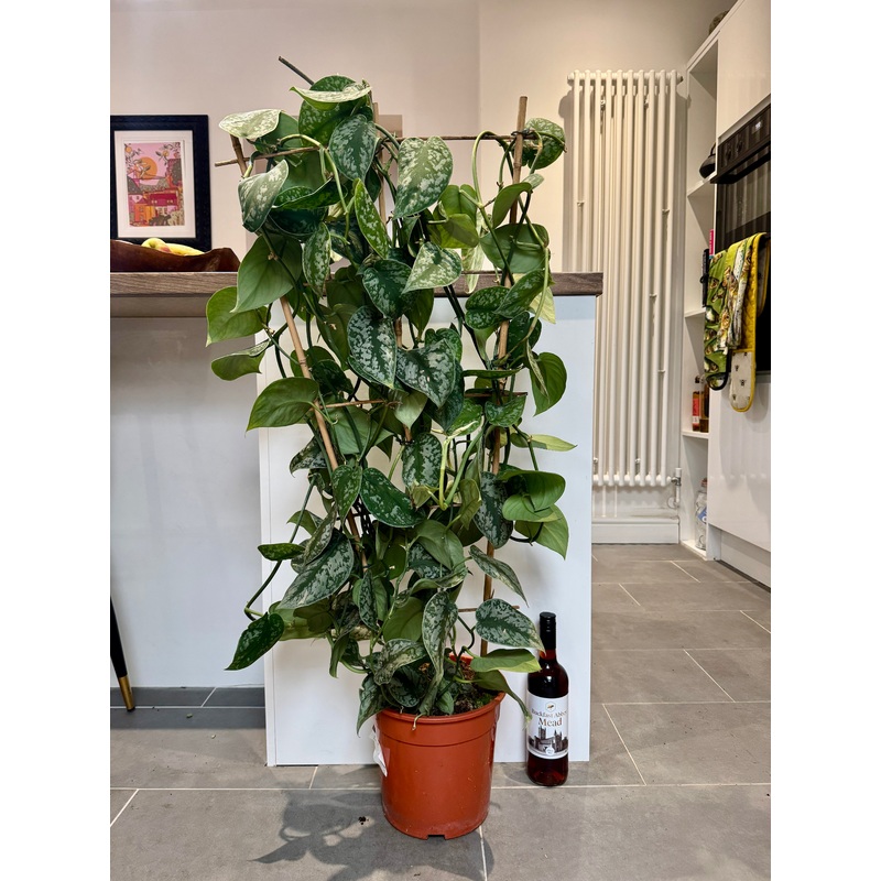120cm Climbing Satin Pothos