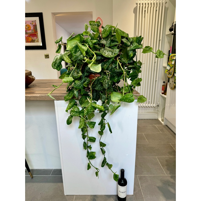 120cm Giant Satin Pothos (Scindapsus Pictus)