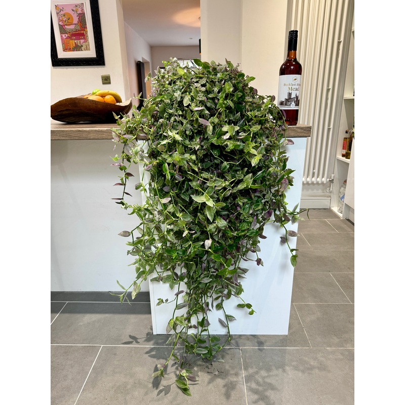 120cm Giant Tradescantia Pink Hill