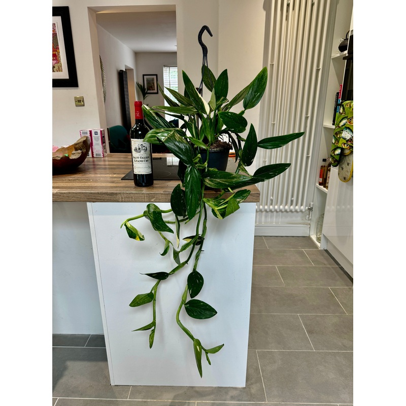 120cm Hanging Variegated Philodendron Cobra