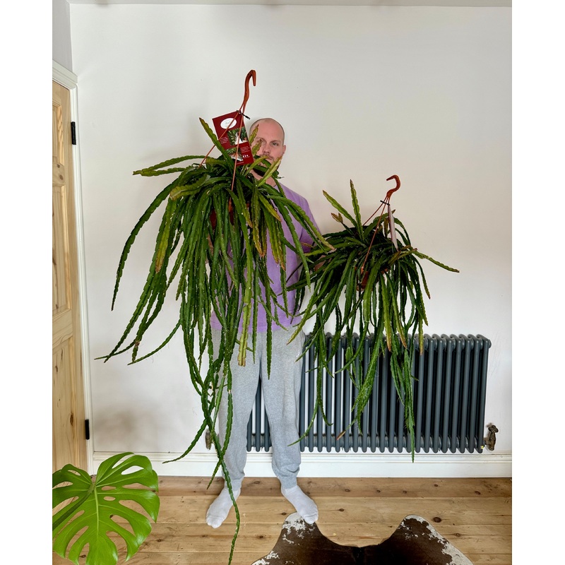 120cm Lepismium Cruciforme