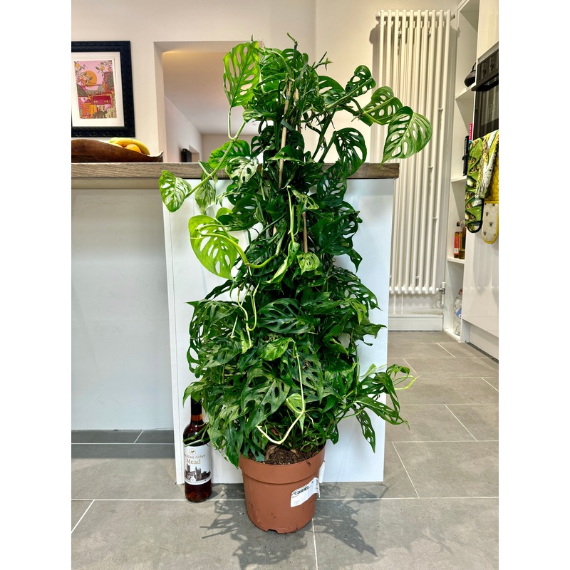 120cm Monstera Adansonii (Money Mask Cheese Plant)