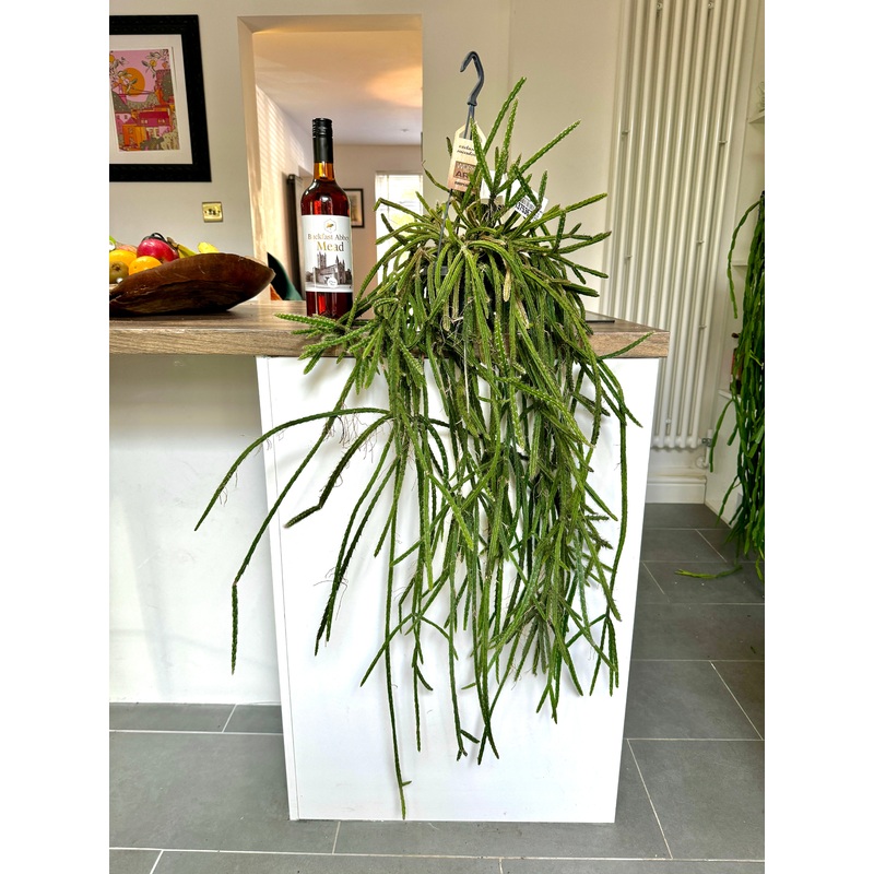 120cm Rhipsalis Cassutha