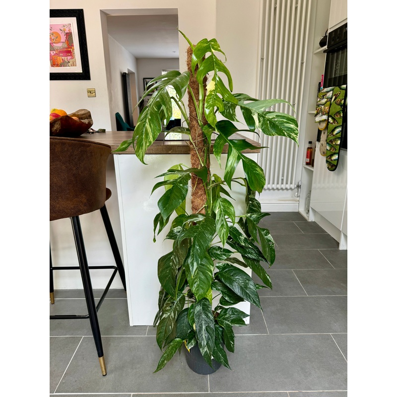 130cm Variegated Epipremnum Pinnatum