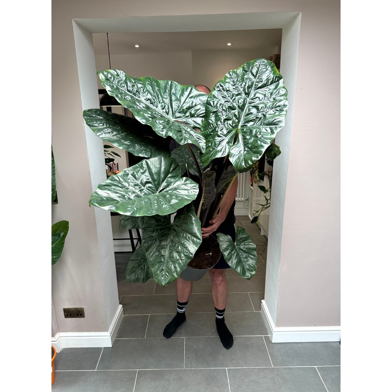 140cm Alocasia Yucantan Princess