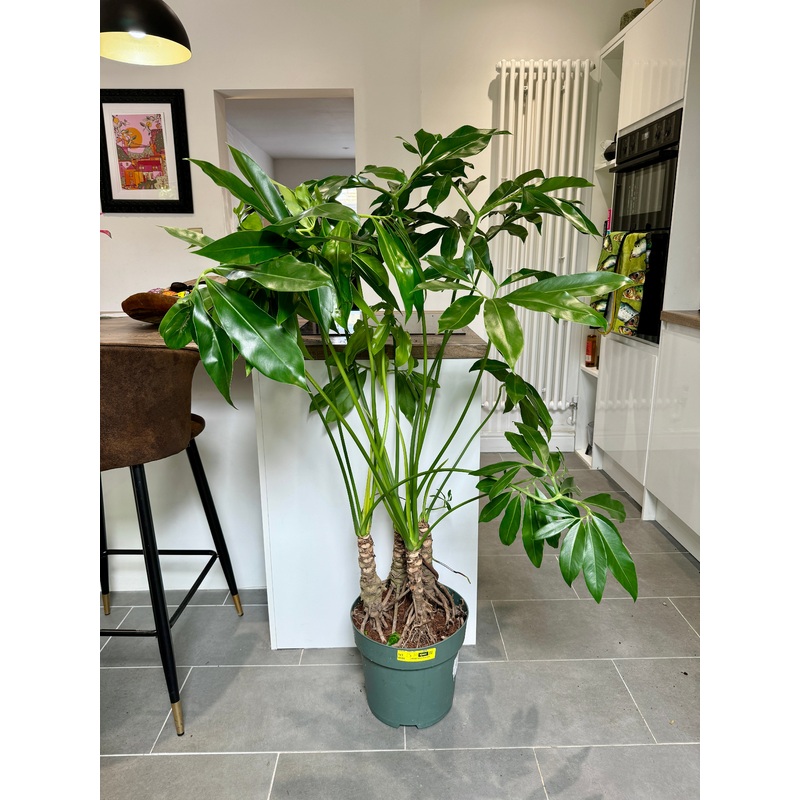 140cm Giant Philodendron Fun Bun